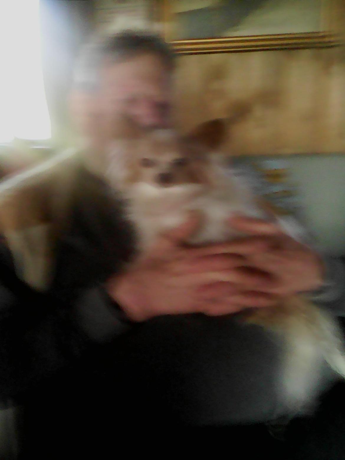 Papillon frøken Tippe billede 3