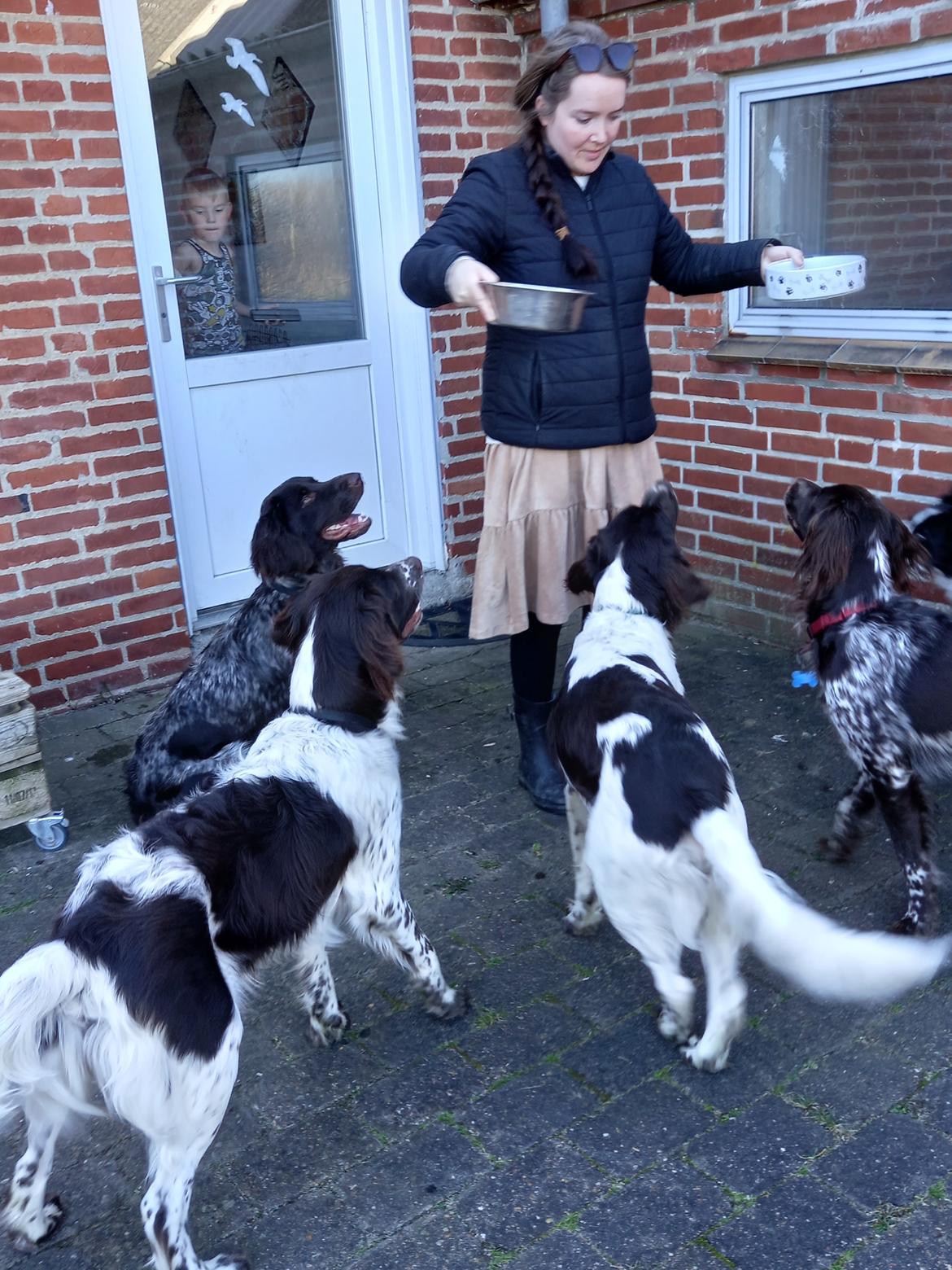 Kleiner münsterländer Balder billede 15