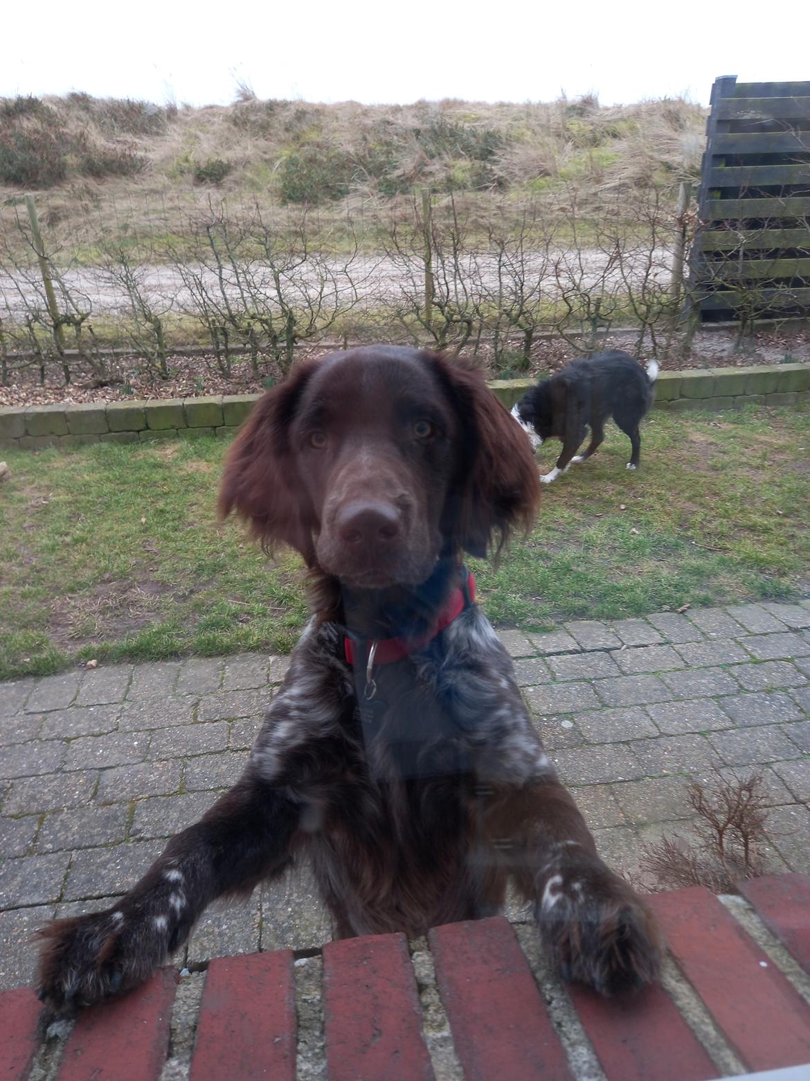 Kleiner münsterländer Balder billede 24