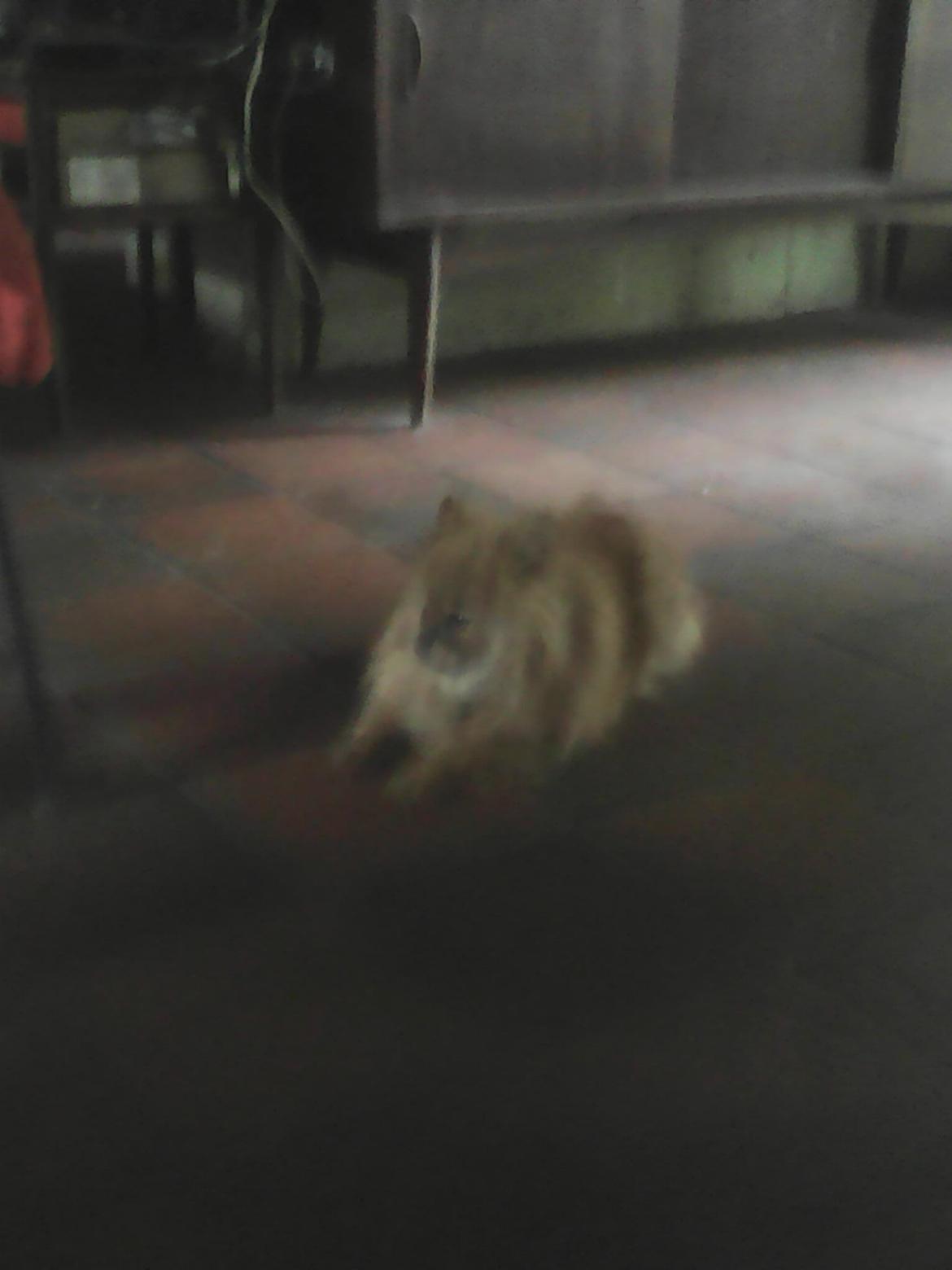 Pomeranian Ide Fix billede 7