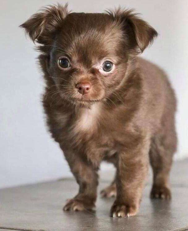 Chihuahua Nellie billede 1