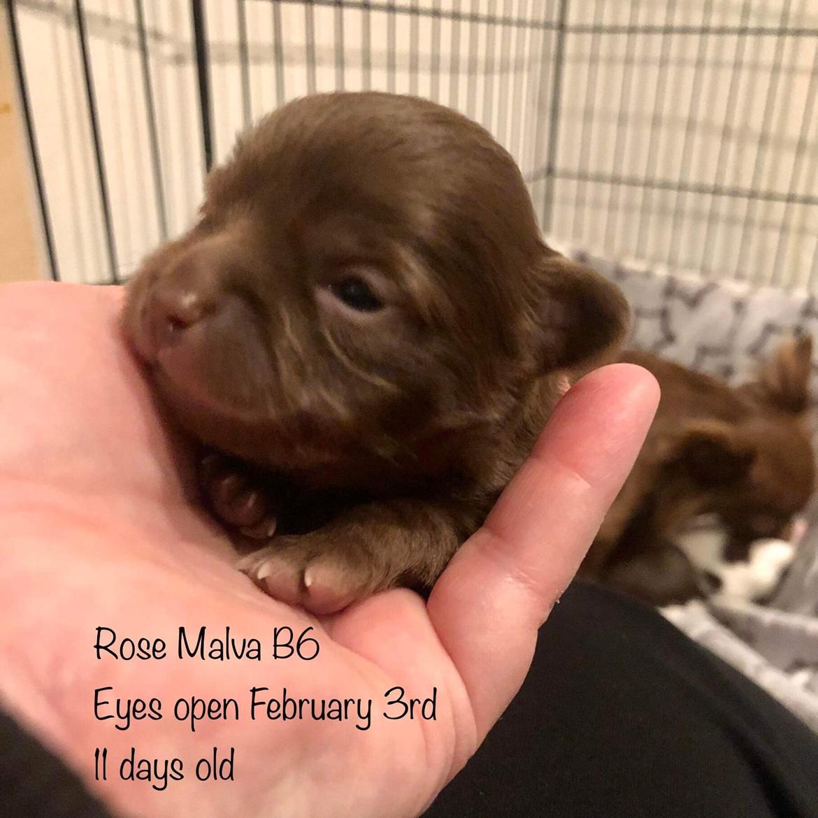 Chihuahua Nellie billede 5