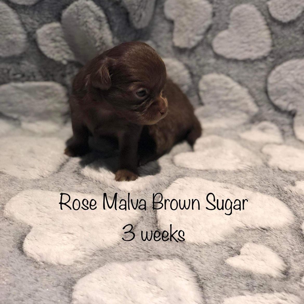 Chihuahua Nellie billede 6