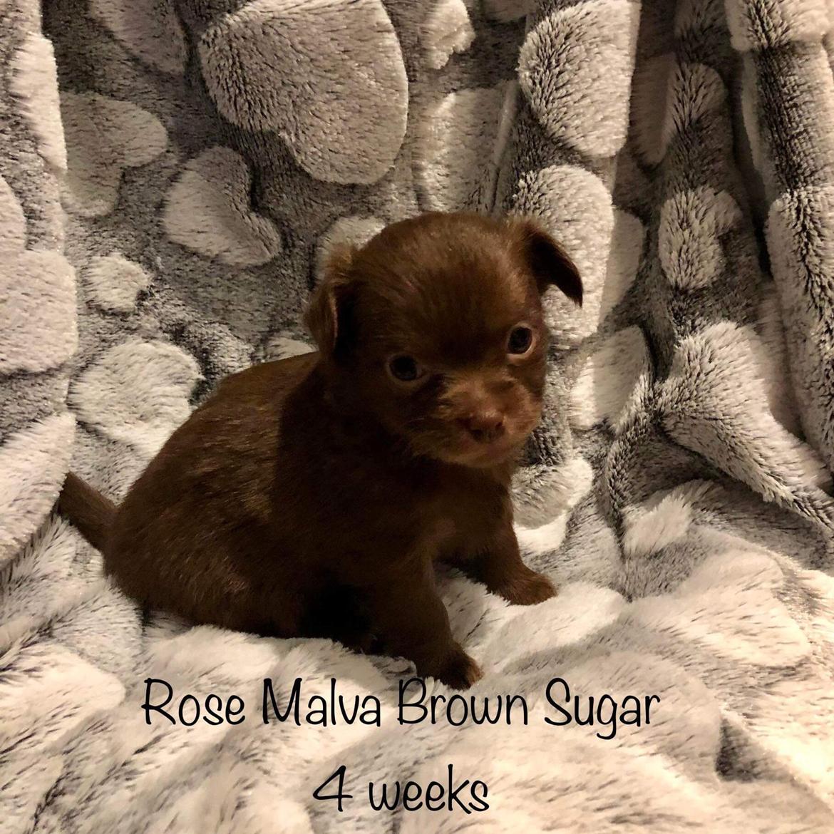 Chihuahua Nellie billede 7