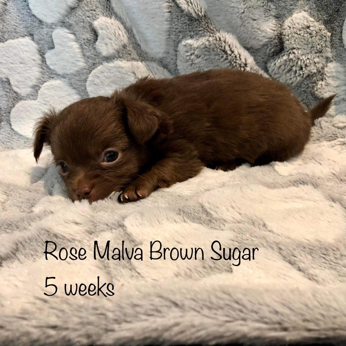 Chihuahua Nellie billede 8