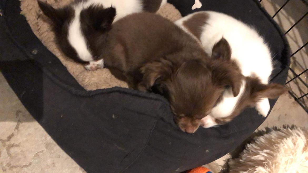 Chihuahua Nellie billede 9