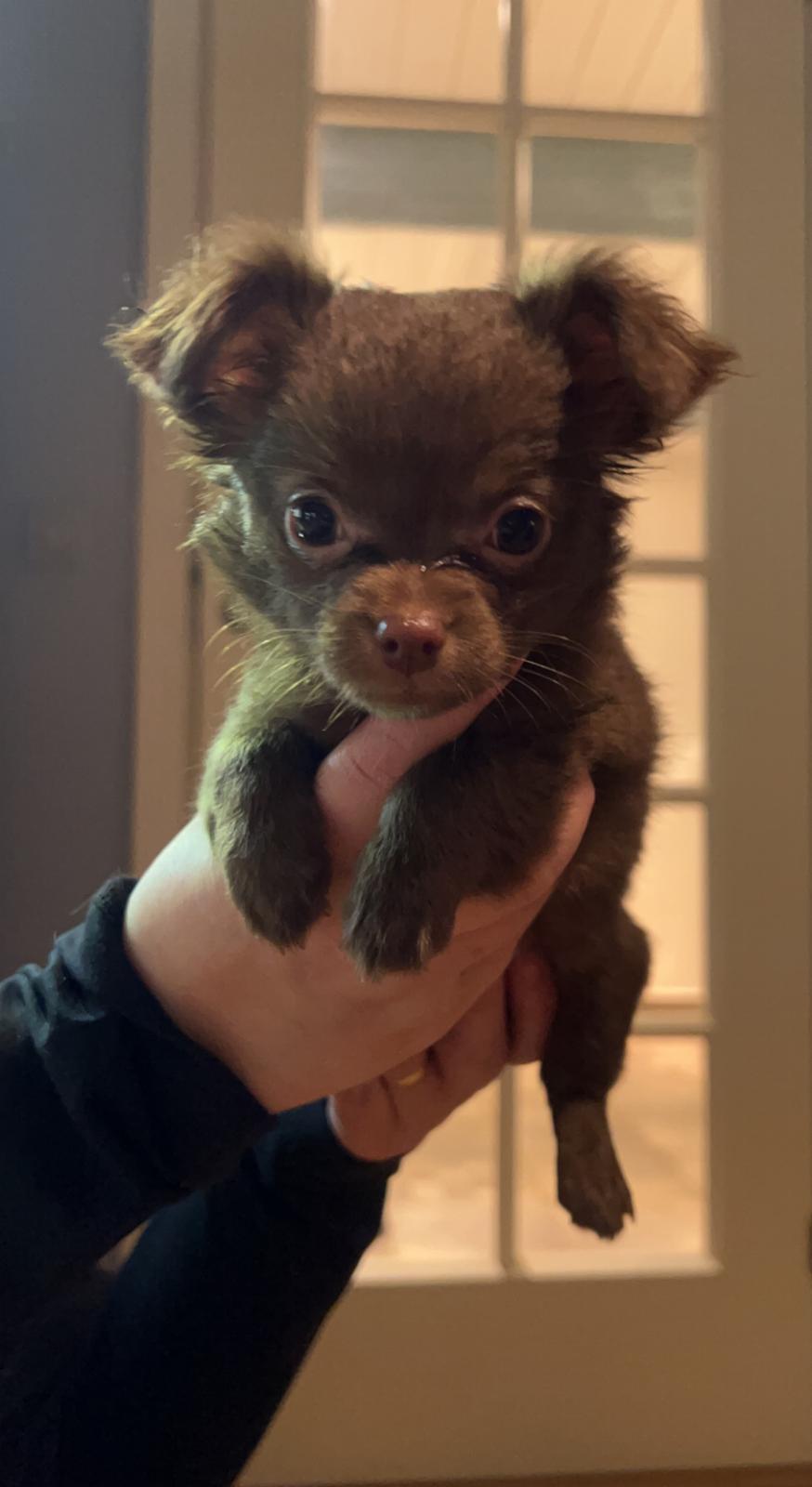 Chihuahua Nellie billede 10