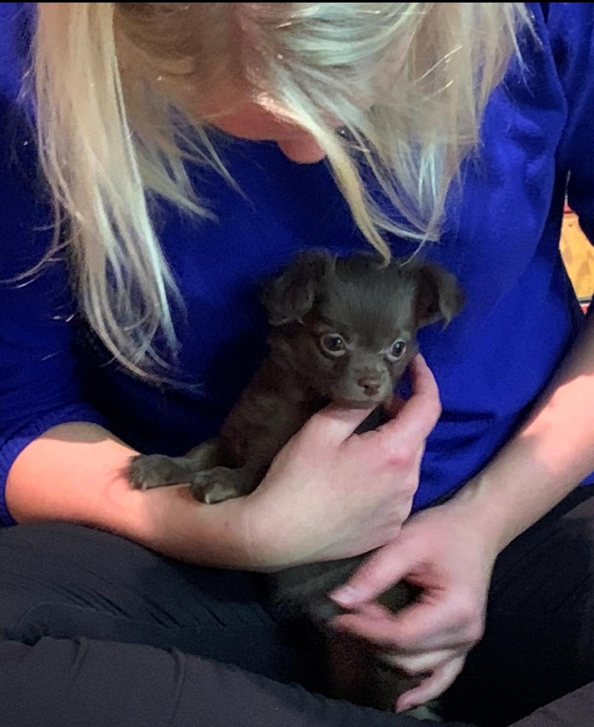 Chihuahua Nellie billede 11