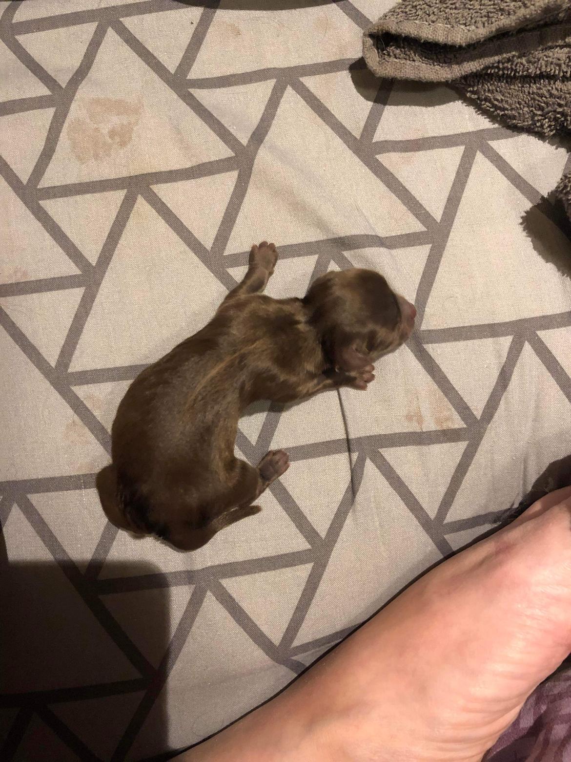 Chihuahua Nellie billede 4