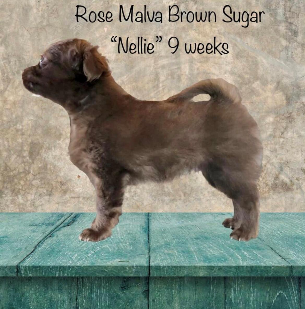 Chihuahua Nellie billede 12