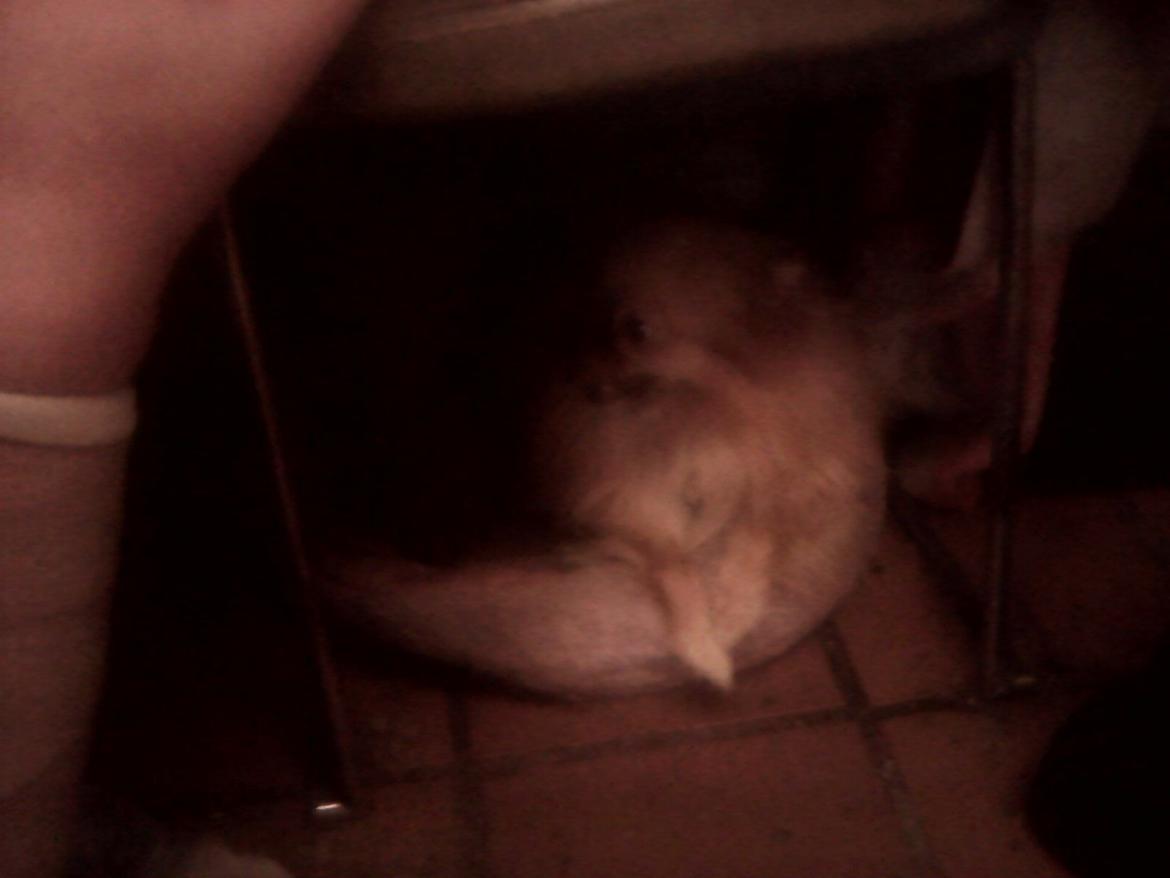 Pomeranian Ide Fix billede 8