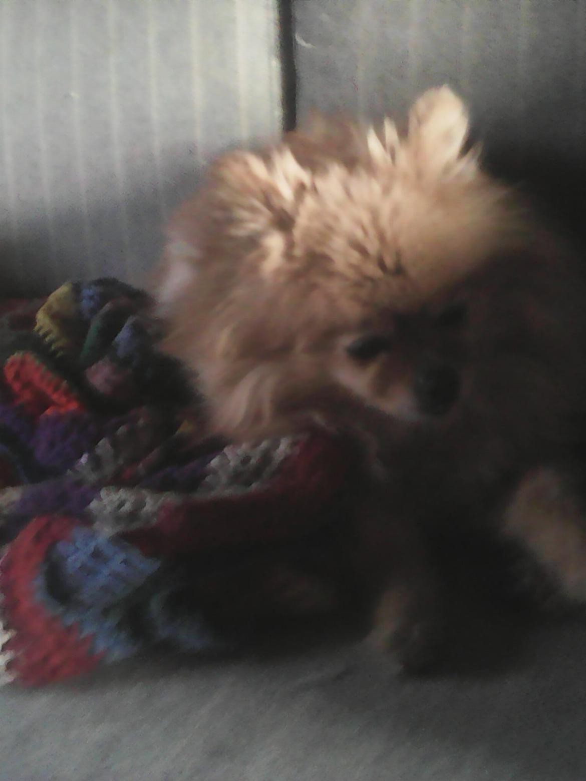 Pomeranian Ide Fix billede 9