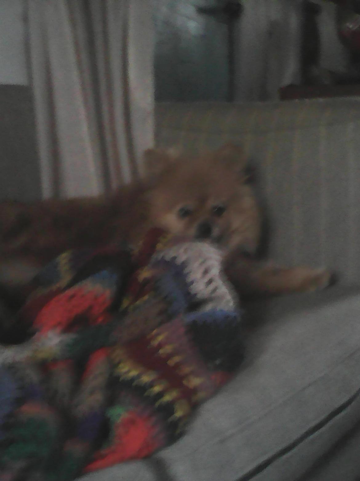 Pomeranian Ide Fix billede 11