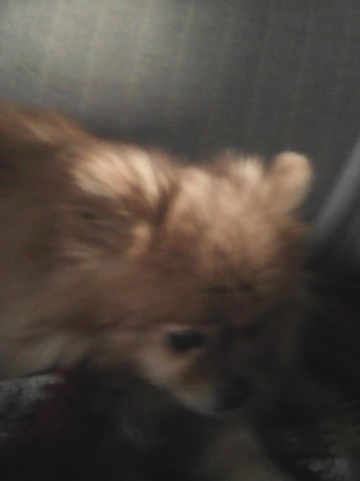 Pomeranian Ide Fix billede 12