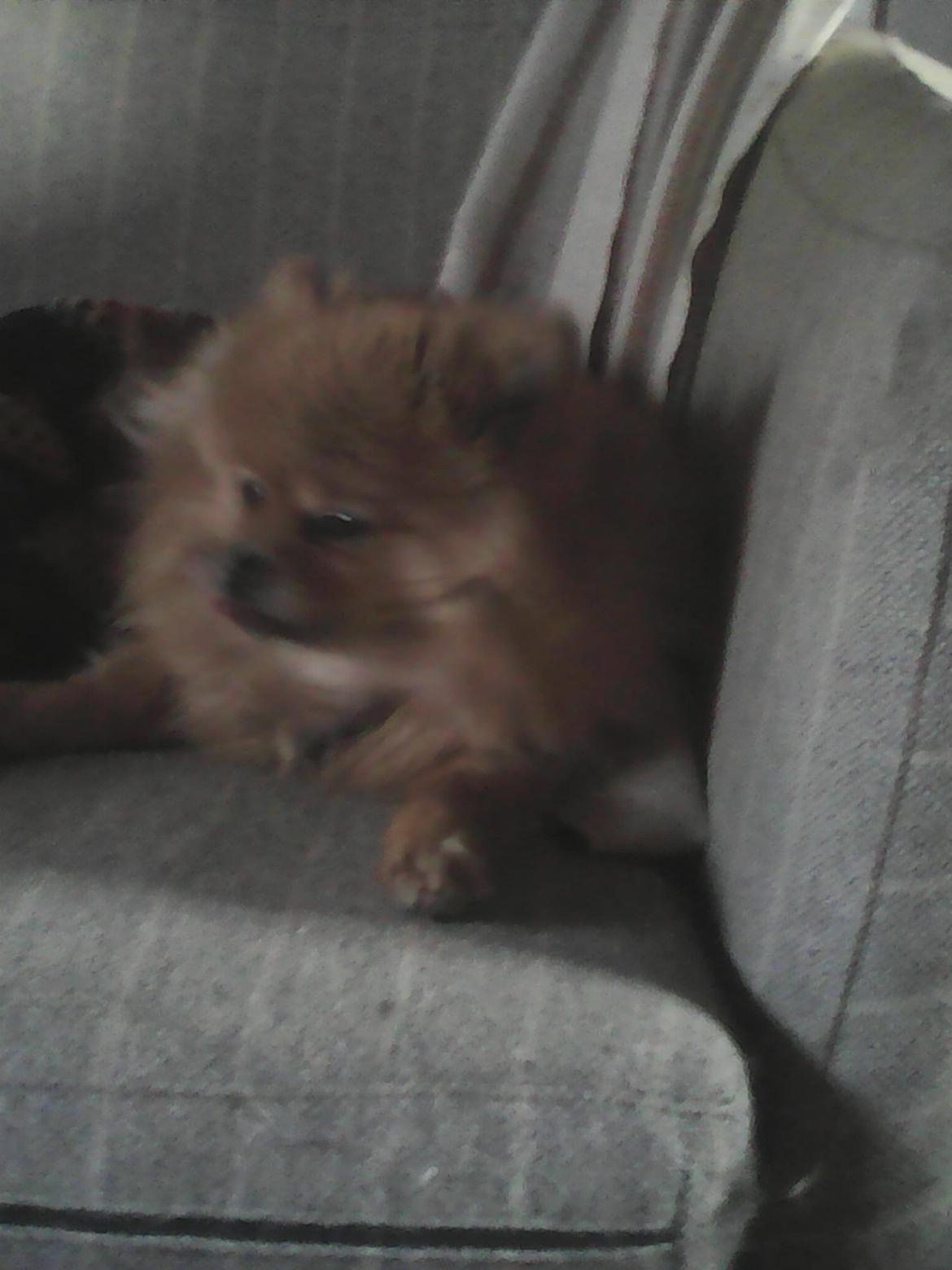 Pomeranian Ide Fix billede 13