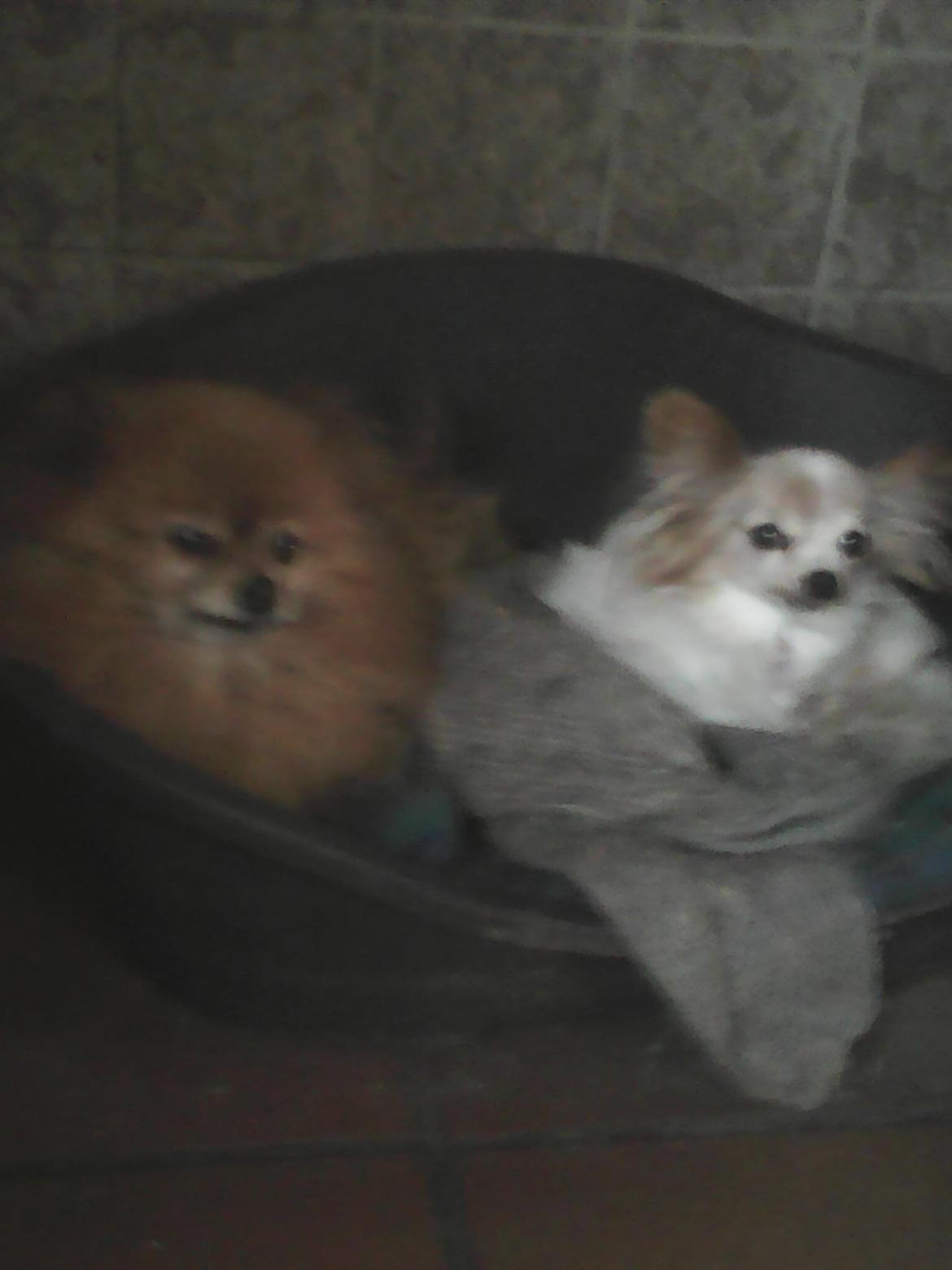 Pomeranian Ide Fix billede 14