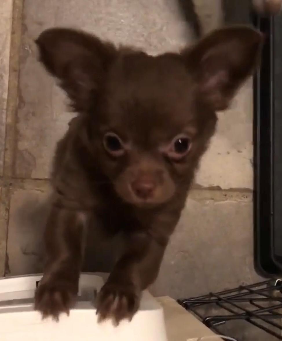 Chihuahua Nellie billede 13