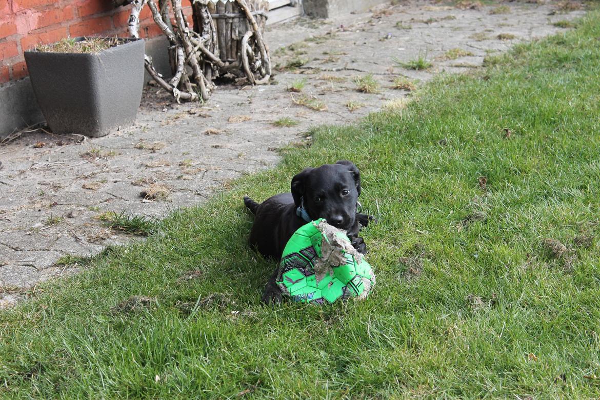 Blanding af racer Topper billede 9