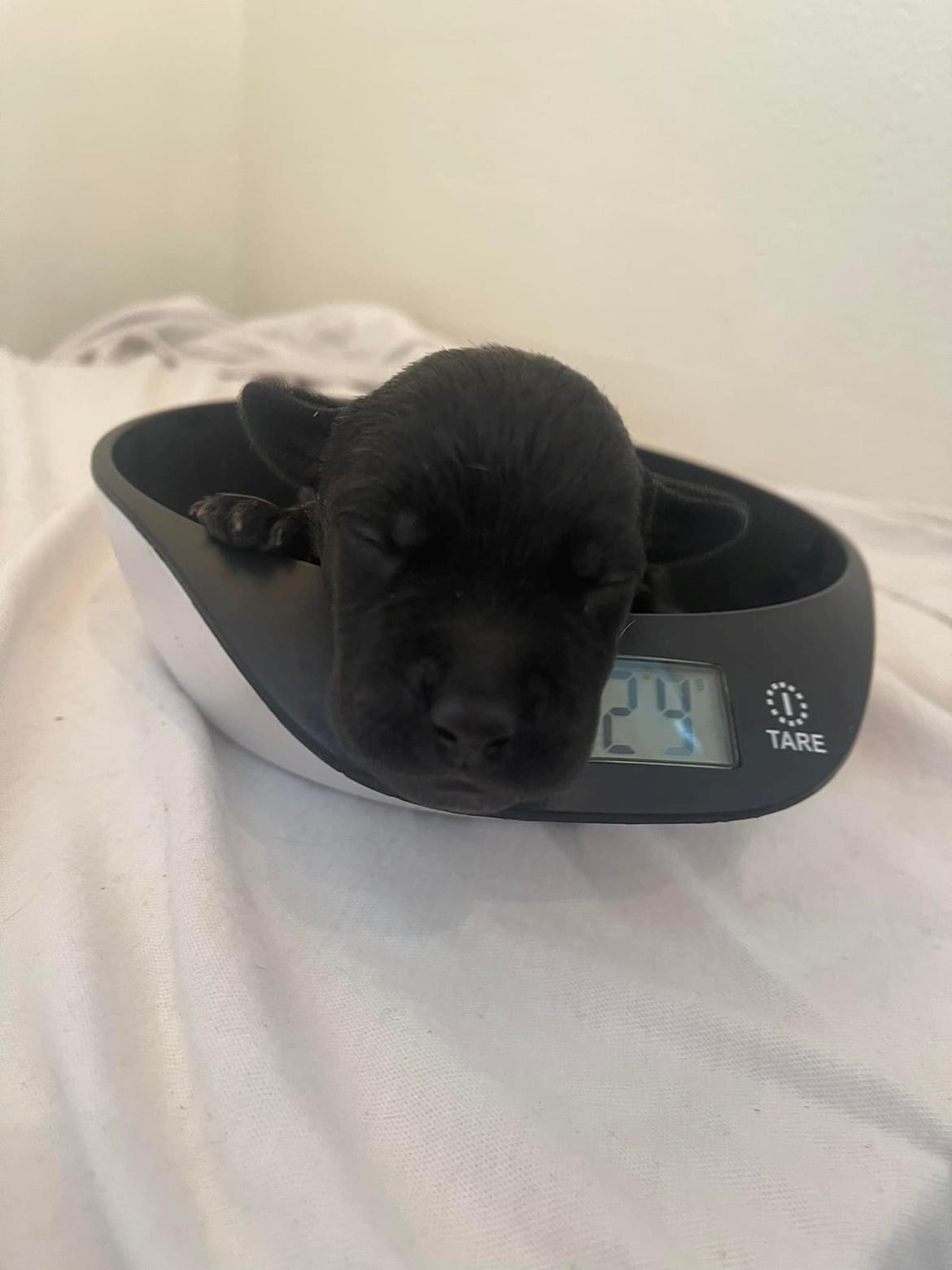 Blanding af racer Topper billede 5