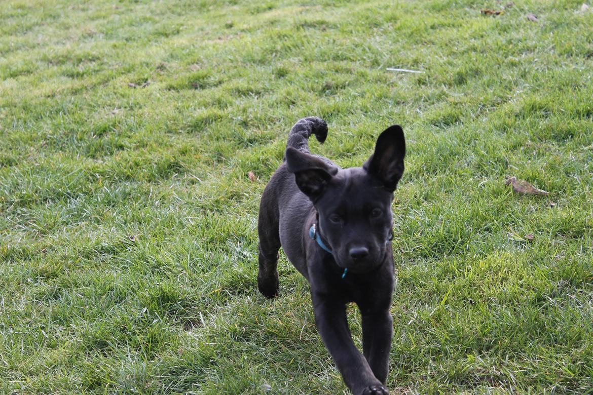 Blanding af racer Topper billede 11