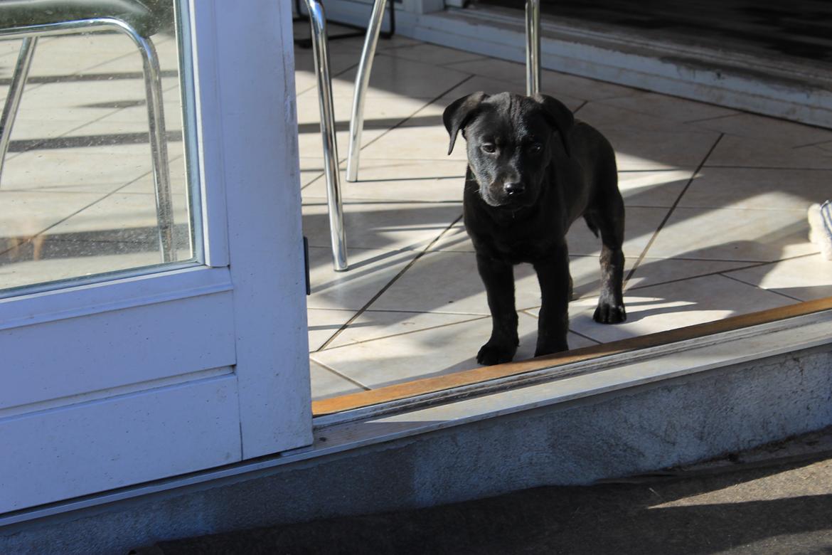 Blanding af racer Topper billede 8