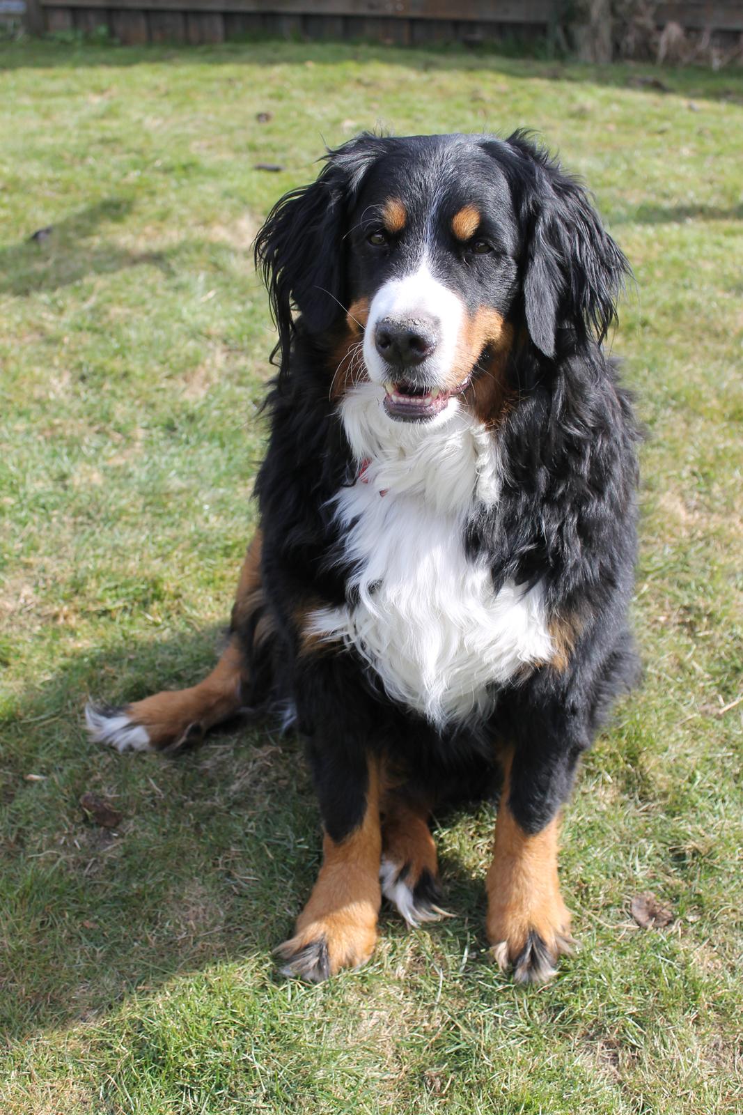 Berner sennenhund Mini billede 1