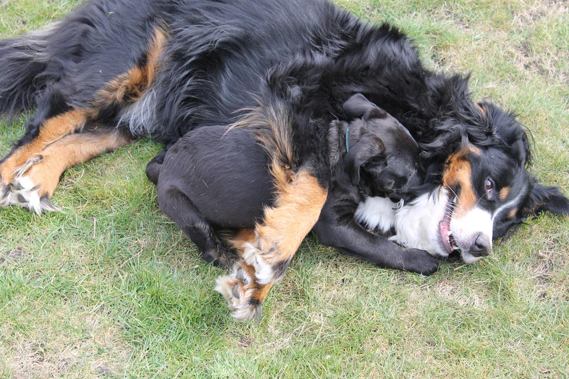 Berner sennenhund Mini billede 2