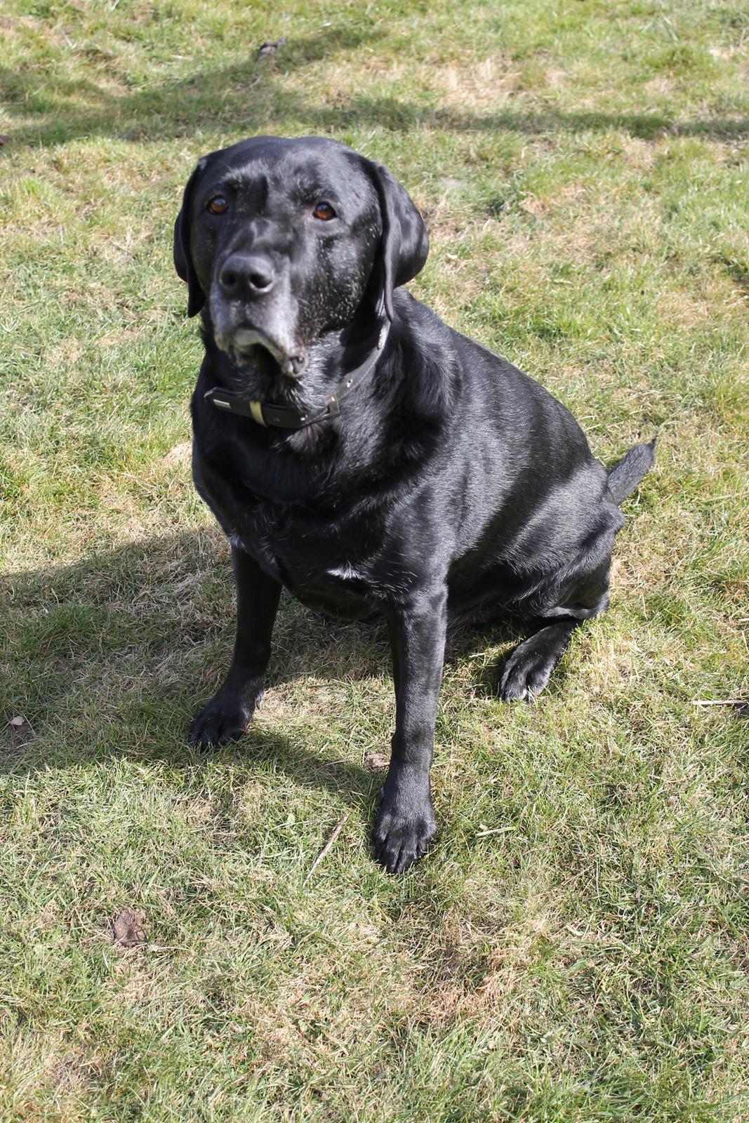 Labrador retriever Obelix billede 1