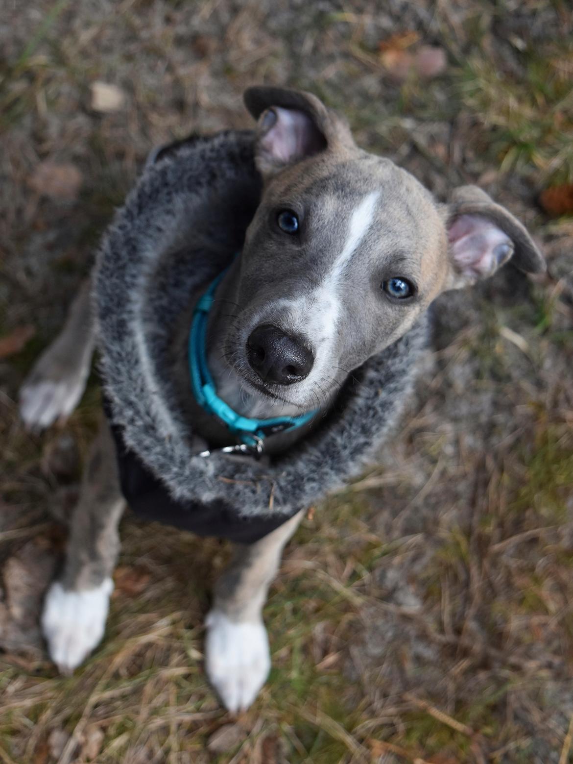 Whippet Falcon (Tanalorn Mr. Quade) billede 8