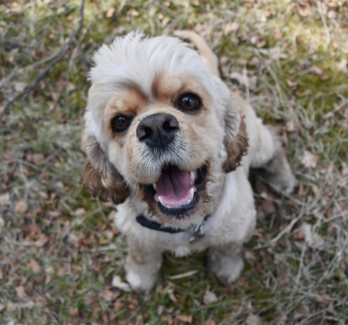 Amerikansk cocker spaniel Viggo Pedersen  billede 6