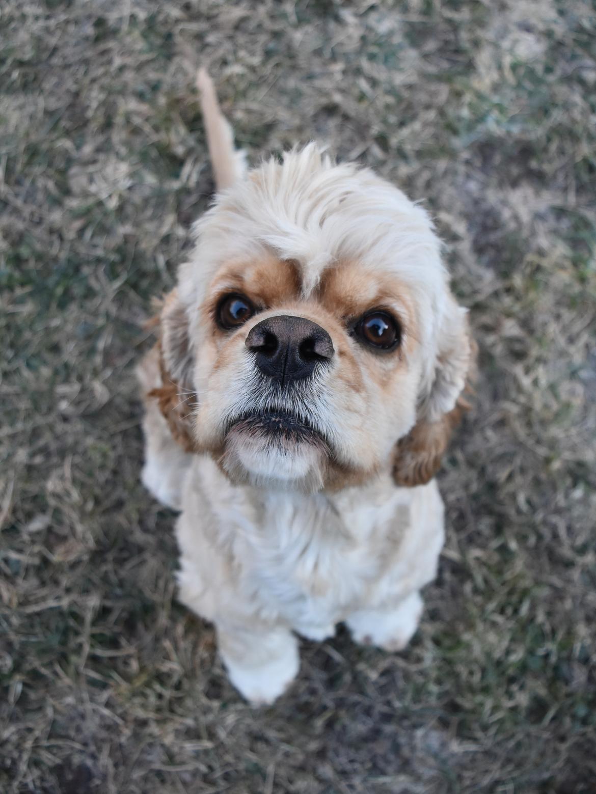 Amerikansk cocker spaniel Viggo Pedersen  billede 7