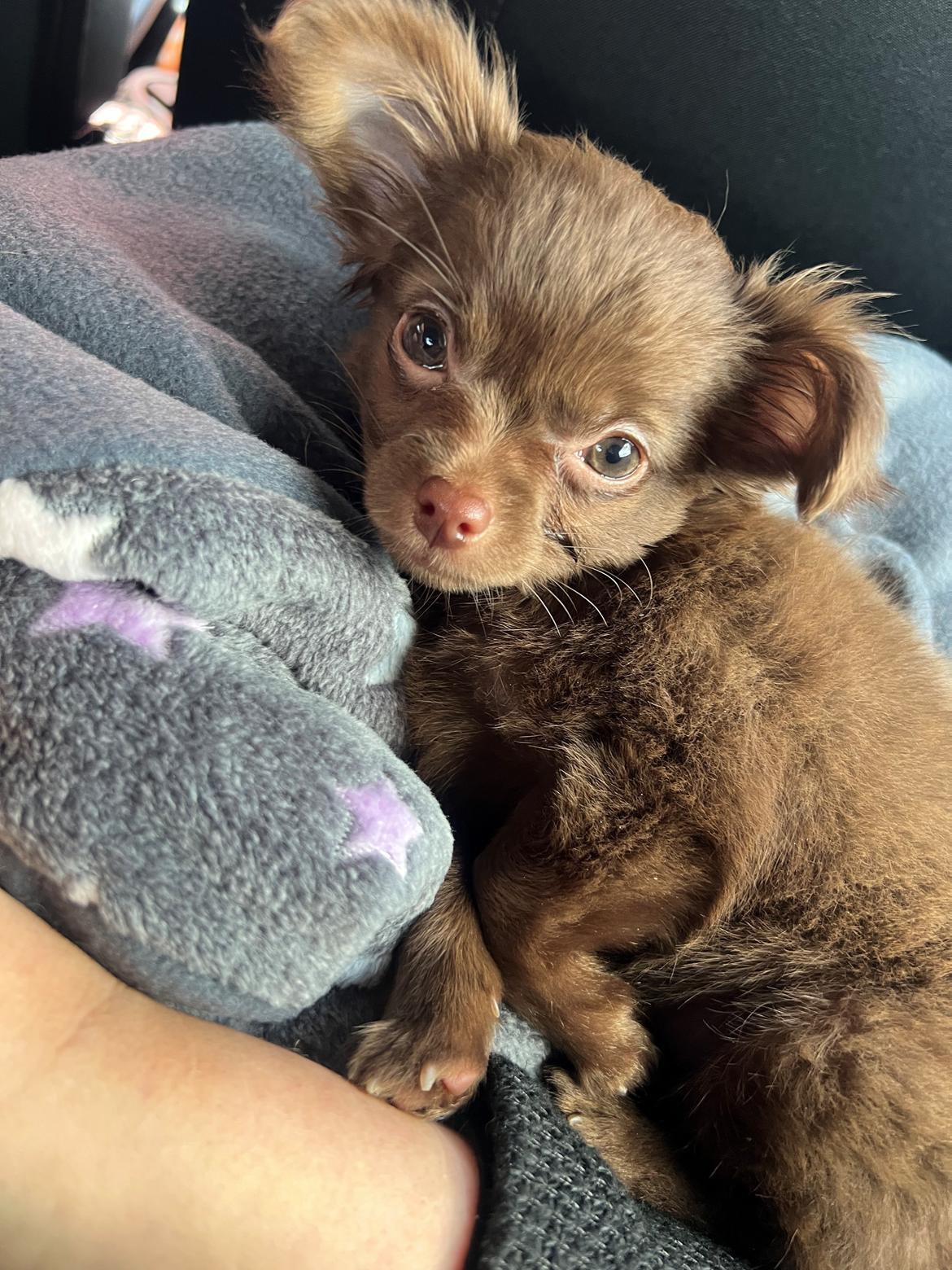 Chihuahua Nellie billede 2