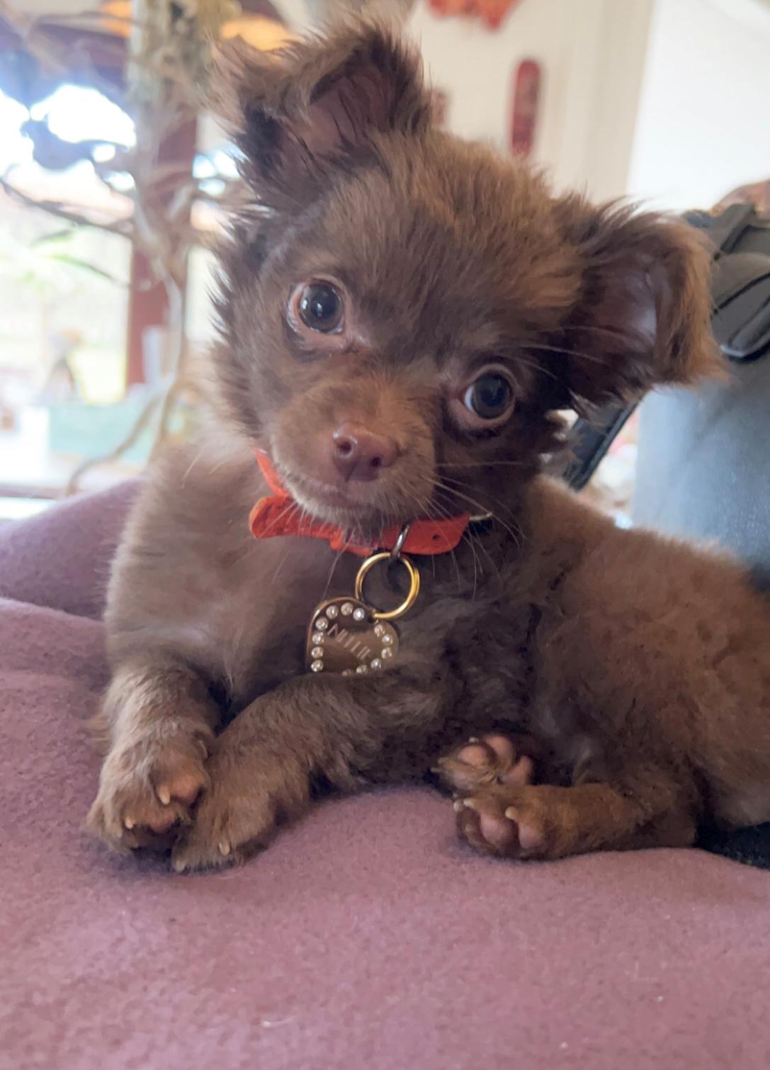 Chihuahua Nellie billede 15