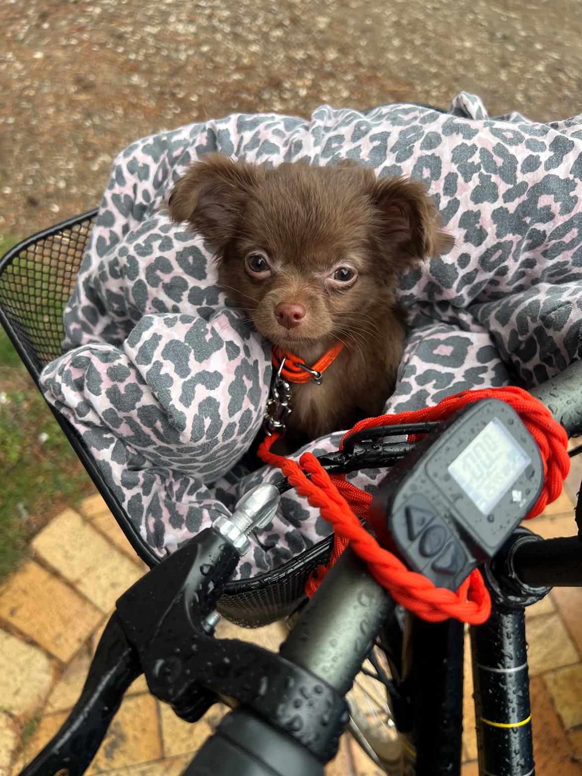 Chihuahua Nellie billede 14