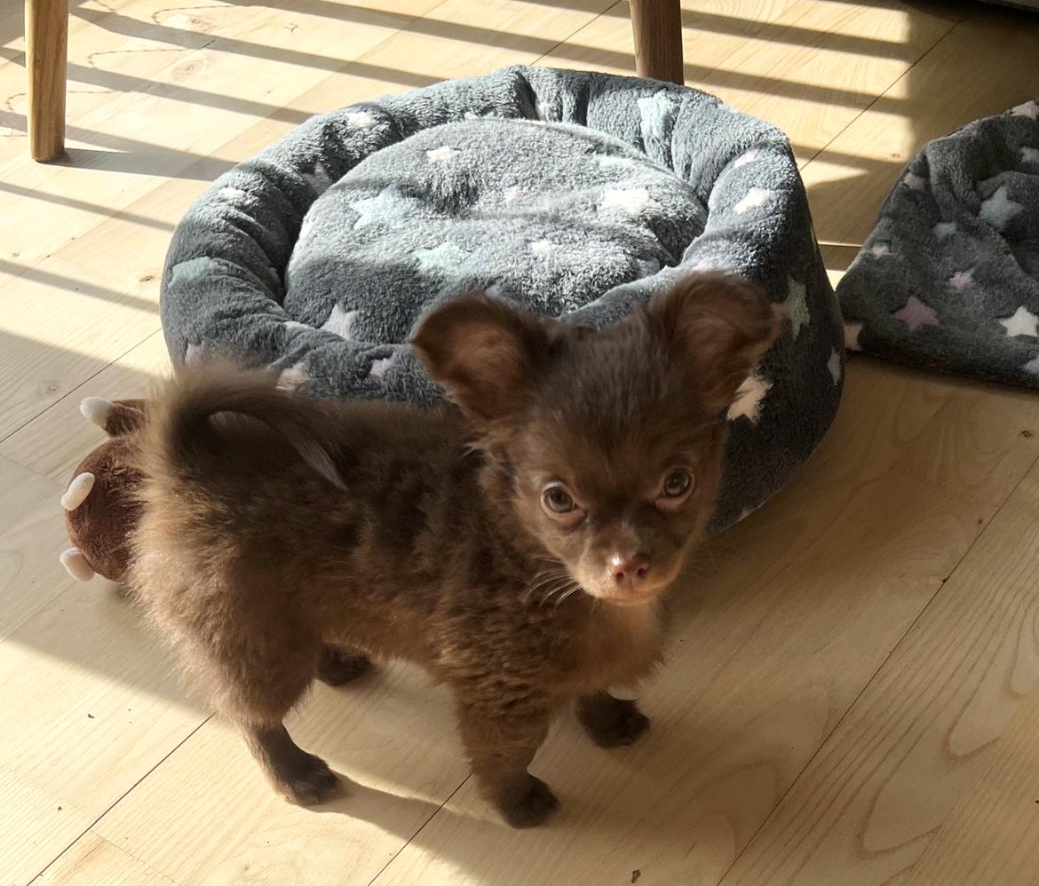 Chihuahua Nellie billede 16