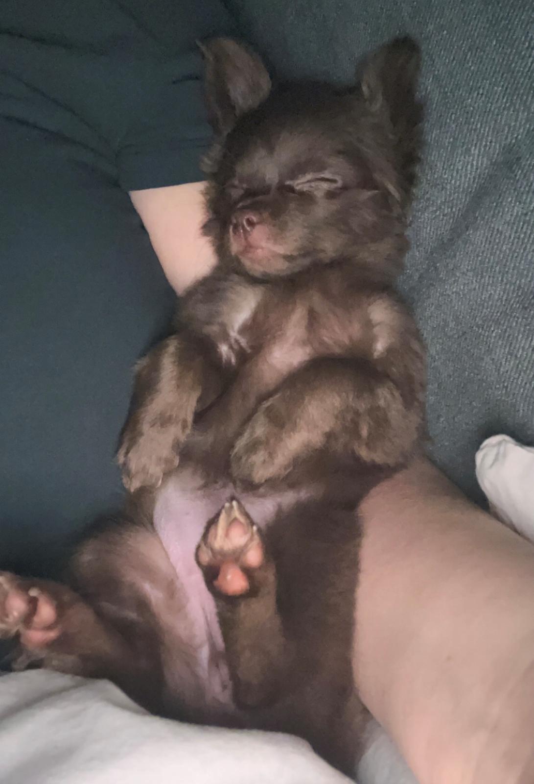 Chihuahua Nellie billede 17