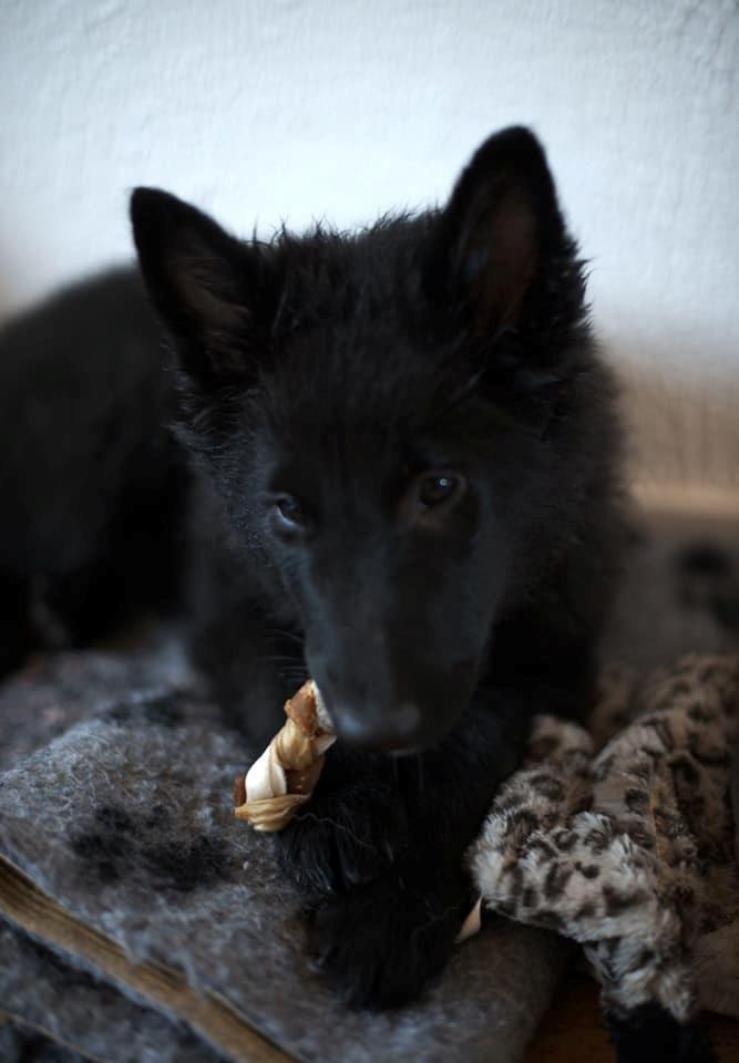 Groenendael Tess, Kenziana Black Arete billede 4