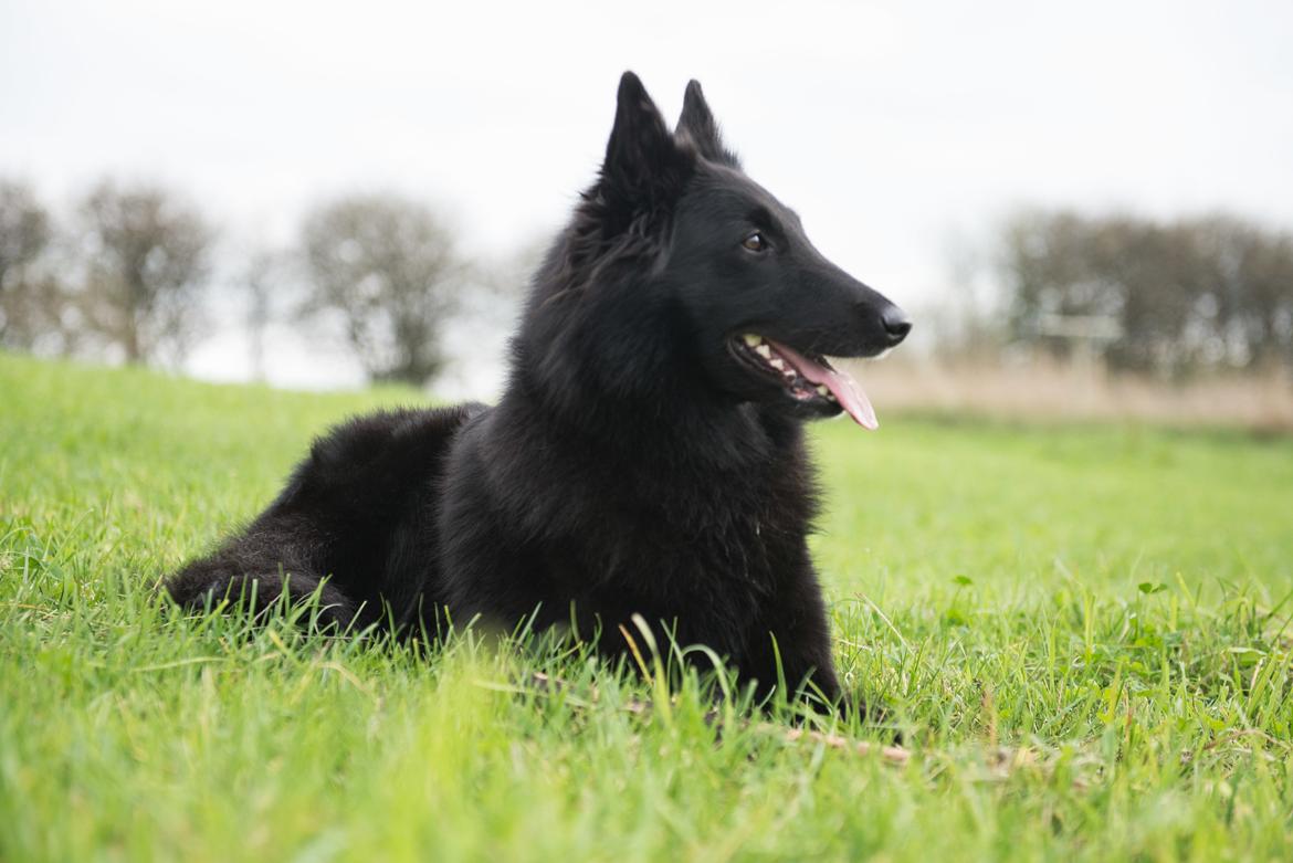 Groenendael Tess, Kenziana Black Arete billede 3