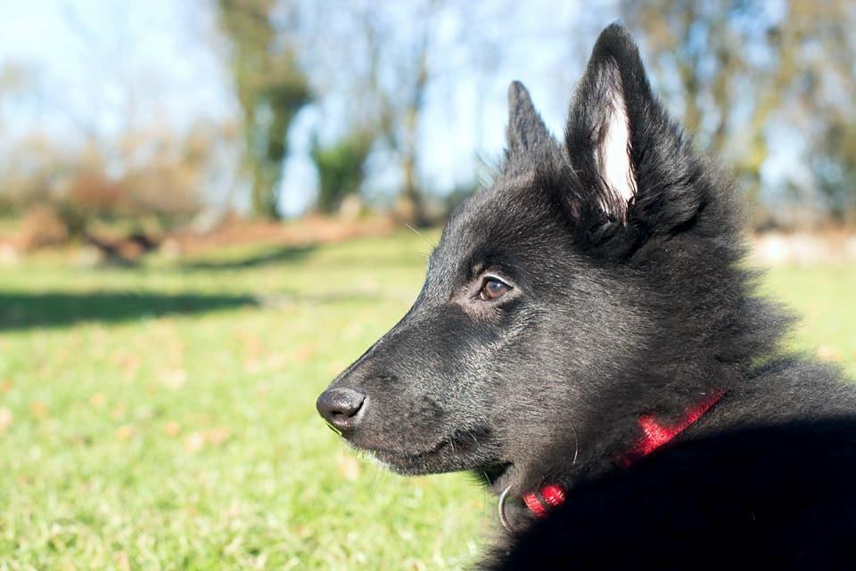Groenendael Tess, Kenziana Black Arete billede 5