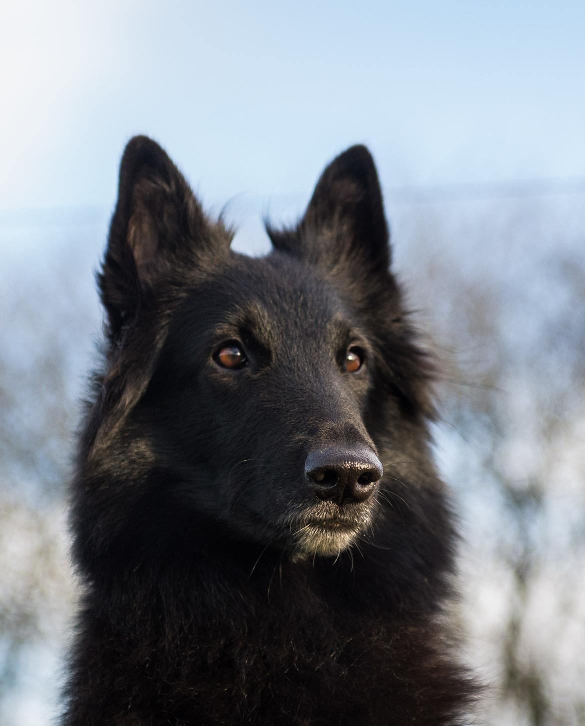 Groenendael Tess, Kenziana Black Arete billede 1