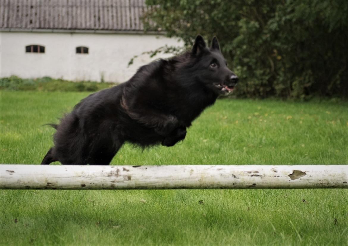 Groenendael Tess, Kenziana Black Arete billede 7