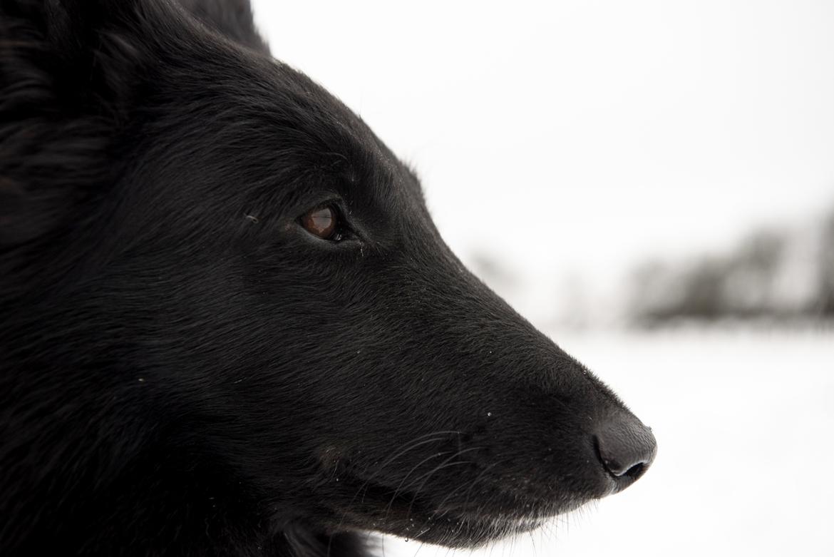 Groenendael Tess, Kenziana Black Arete billede 8