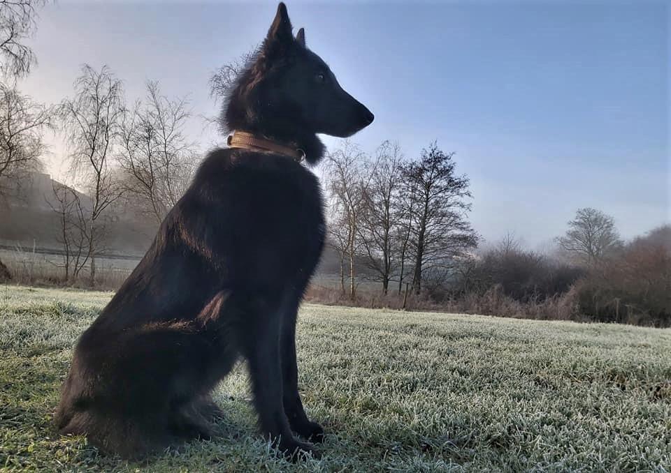 Groenendael Tess, Kenziana Black Arete billede 2