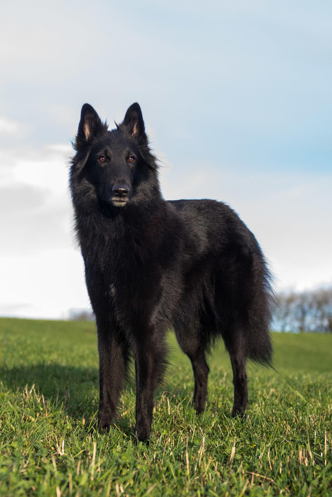 Groenendael Tess, Kenziana Black Arete billede 6