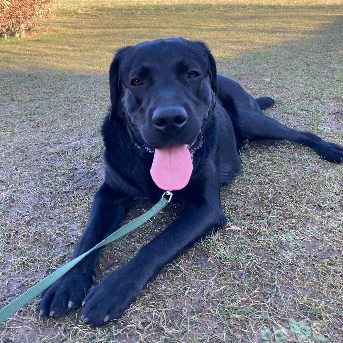 Labrador retriever Max billede 9