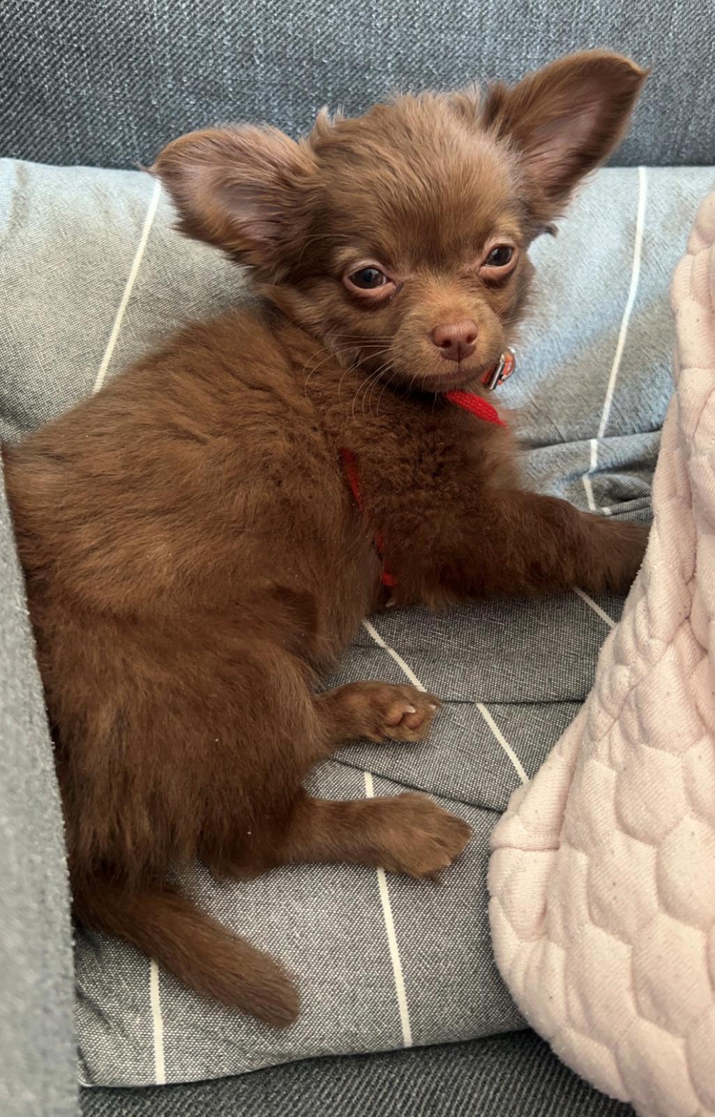 Chihuahua Nellie billede 18