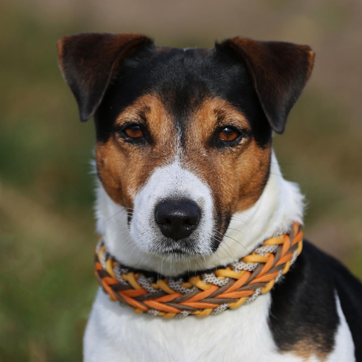 Jack russell terrier Amy's Choice Jaqen H'ghar billede 17