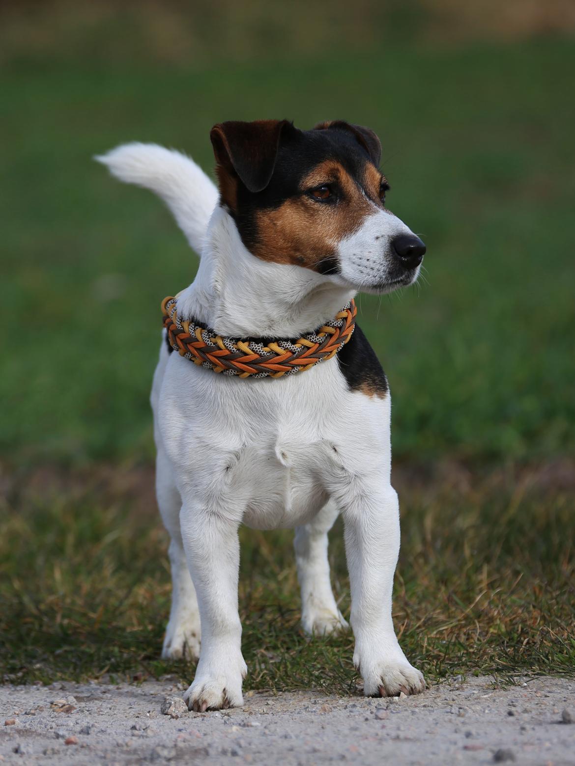 Jack russell terrier Amy's Choice Jaqen H'ghar billede 3