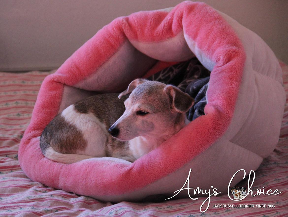 Jack russell terrier Amy billede 1