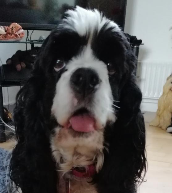 Amerikansk cocker spaniel Mary  billede 17